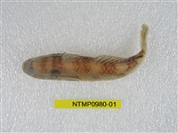 藏品(虎齒鰕虎)的圖片